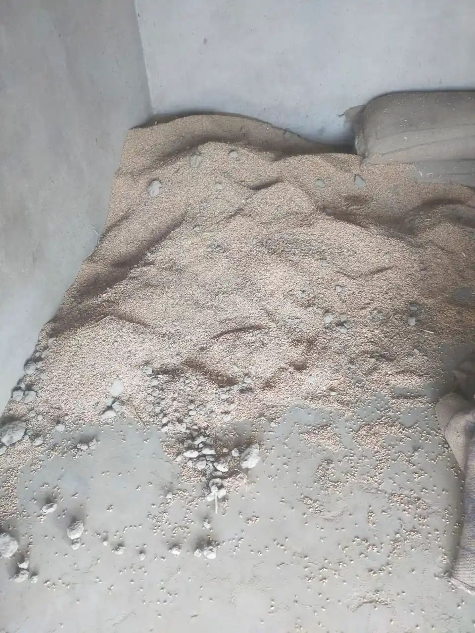 *ऊंचाहार: सरकारी राशन के गेहूं में मिले मिट्टी के बड़े-बड़े टुकड़े, वीडियो वायरल होने पर मचा हड़कंप*   *इश्वरदासपुर में कोटे के गेहूं की गुणवत्ता पर उठे सवाल, ग्रामीणों ने जताया रोष; सप्लाई इंस्पेक्टर ने दी सफाई